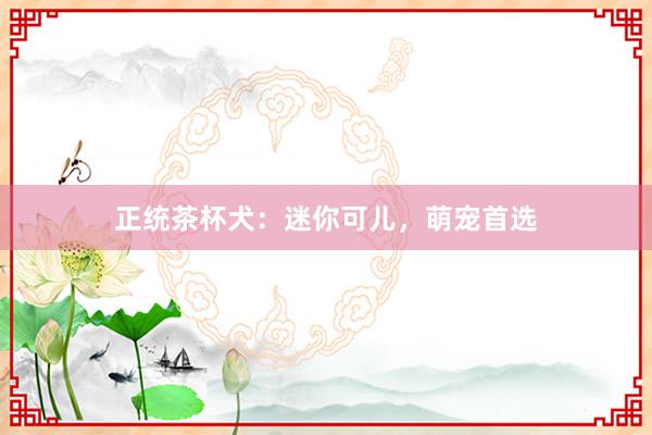 正统茶杯犬：迷你可儿，萌宠首选